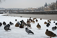 060312 Prague Winter - Photo 0047