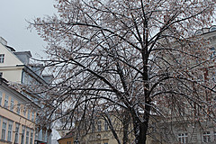 060312 Prague Winter - Photo 0084