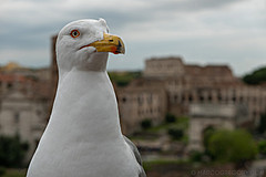 190410 Roma 2019 - Photo 0181