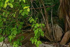 200202 Seychelles - Photo 0195