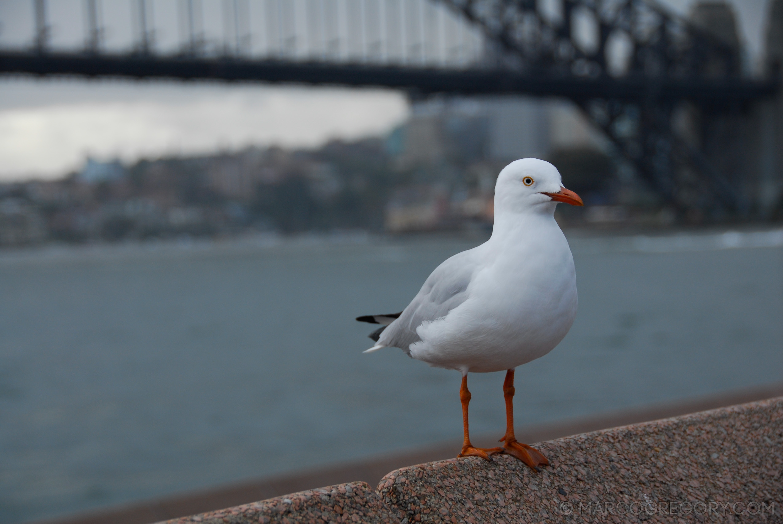 070131 Sydney 2007 - Photo0523 of 626