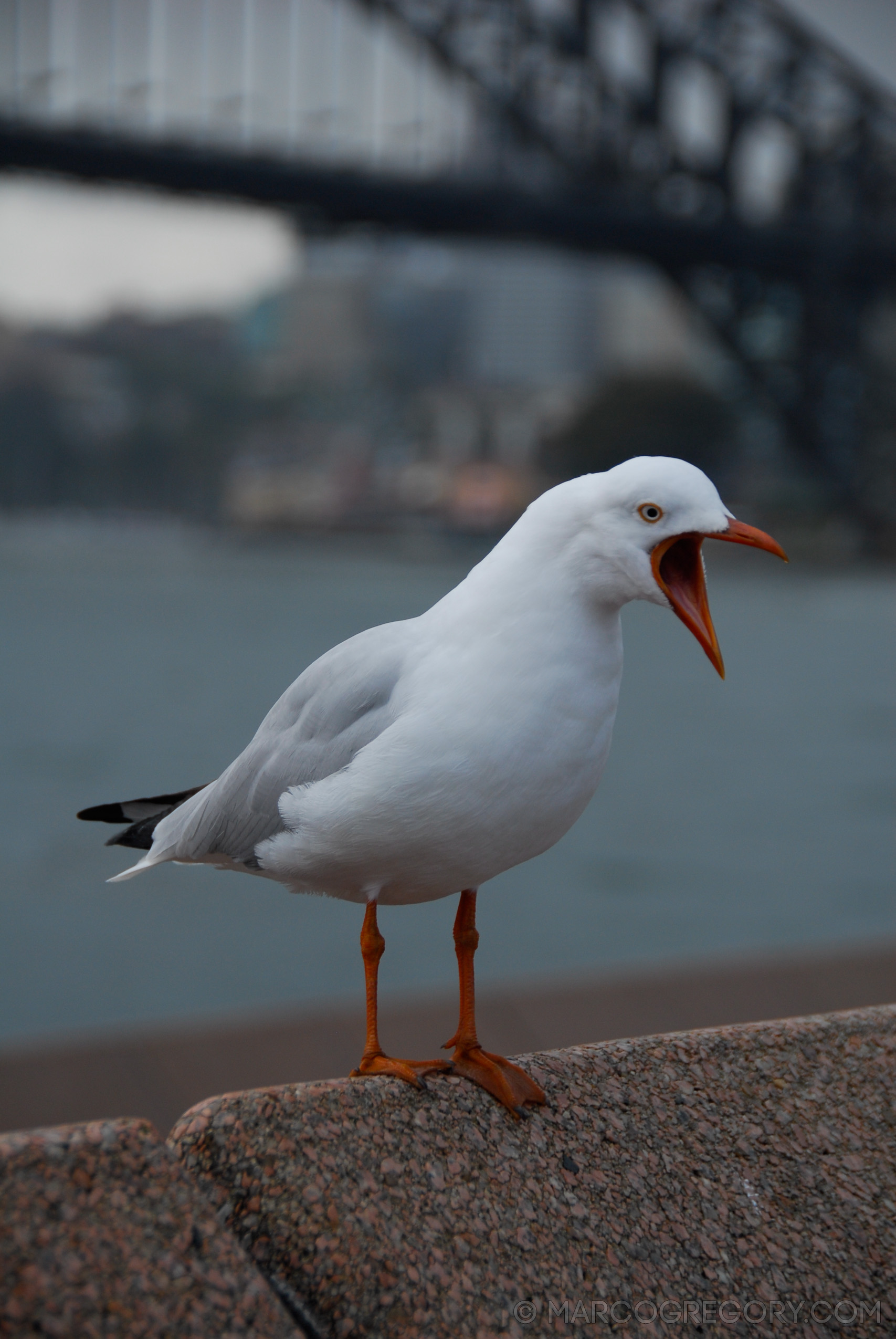 070131 Sydney 2007 - Photo0524 of 626