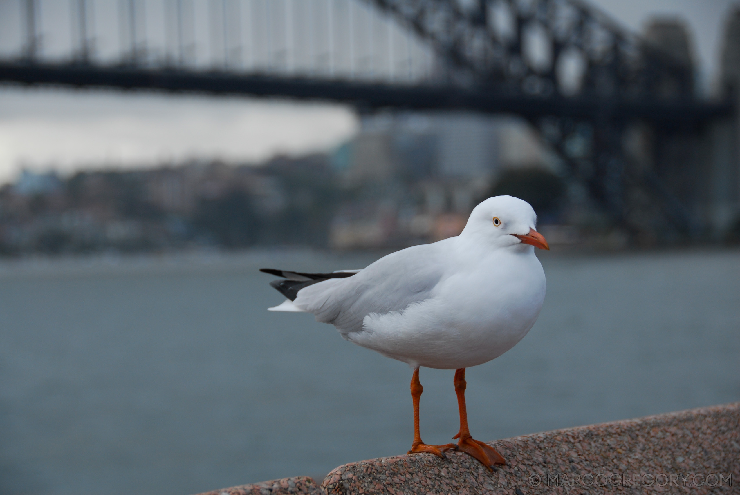 070131 Sydney 2007 - Photo0525 of 626