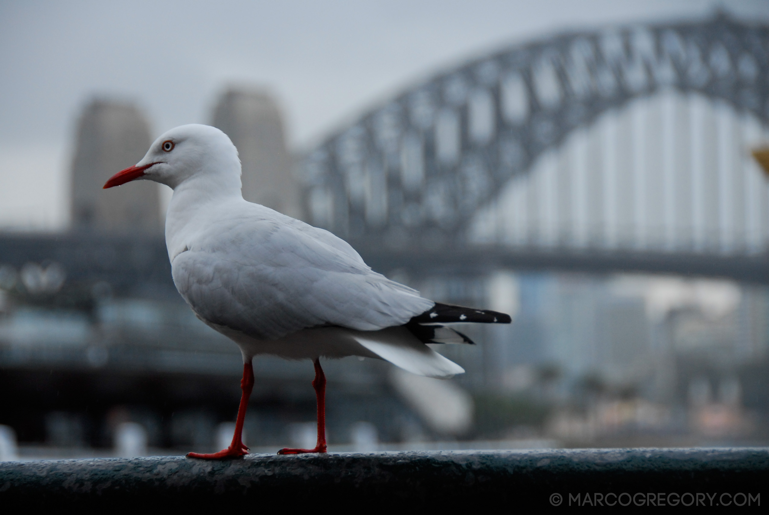 070131 Sydney 2007 - Photo0555 of 626