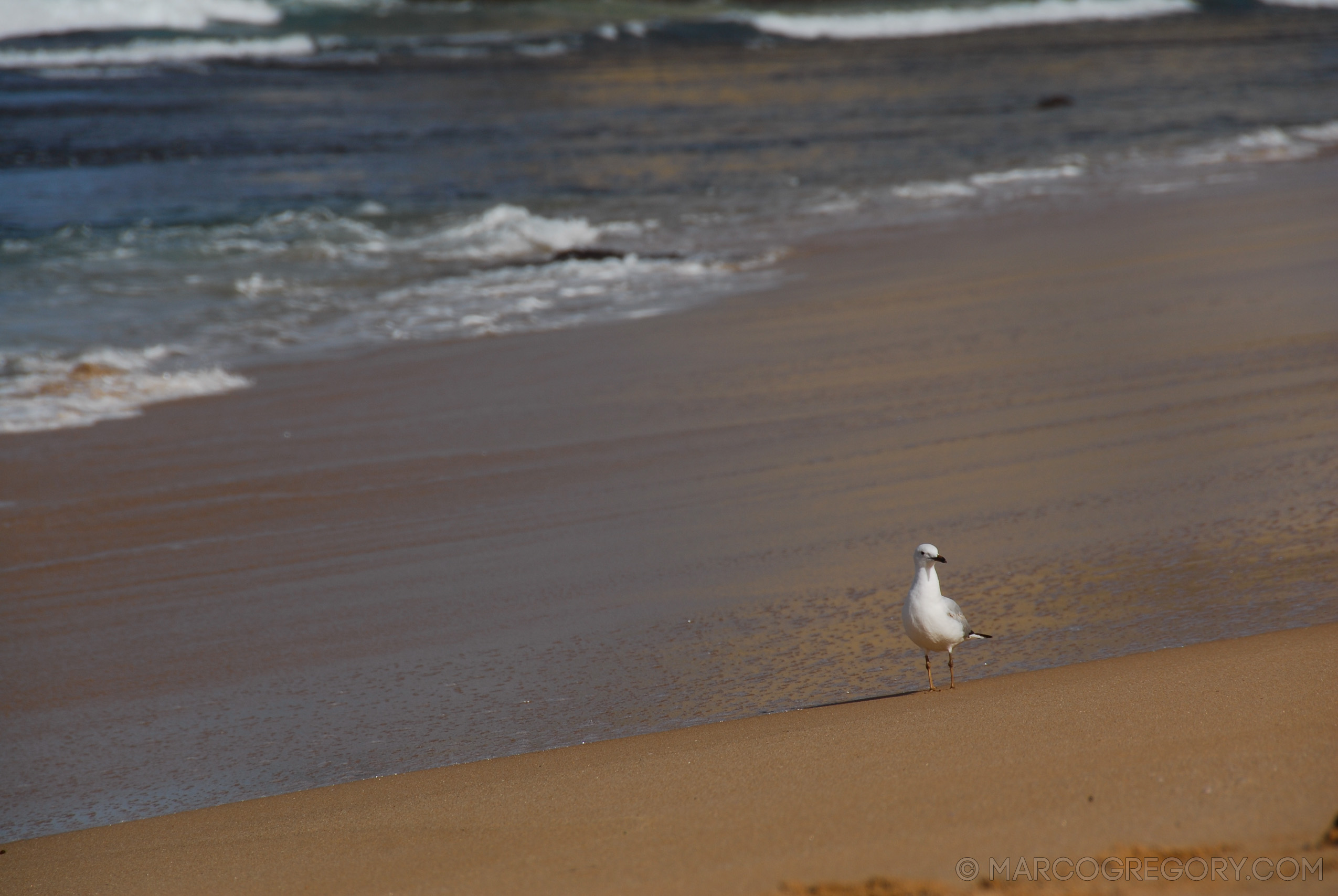 070226 Australia 2007 - Photo0705 of 1241