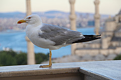 110722 Istanbul 2011 - Photo 0056