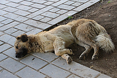 110722 Istanbul 2011 - Photo 0094