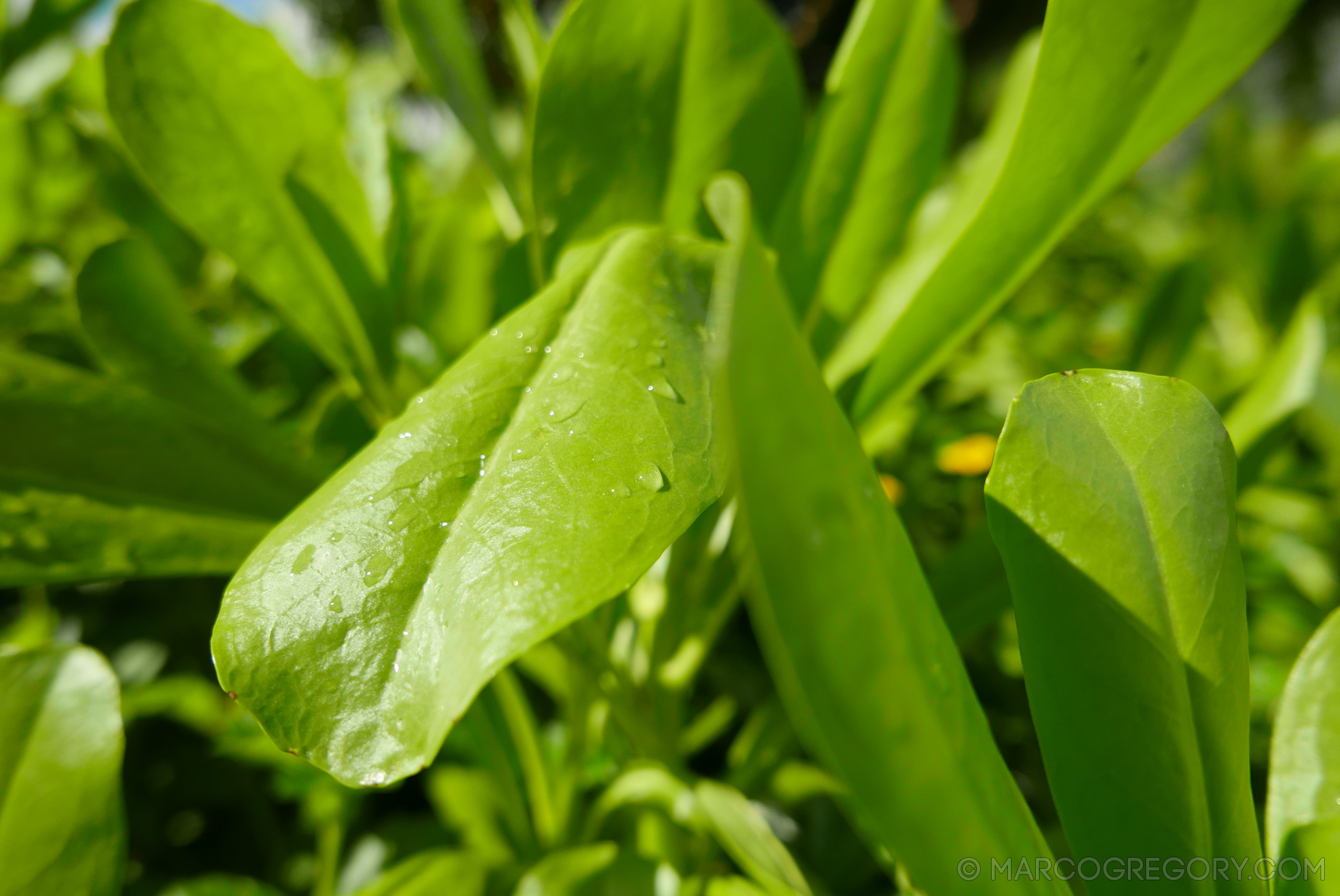 151006 Hawaii 2015 - Photo0037 of 852