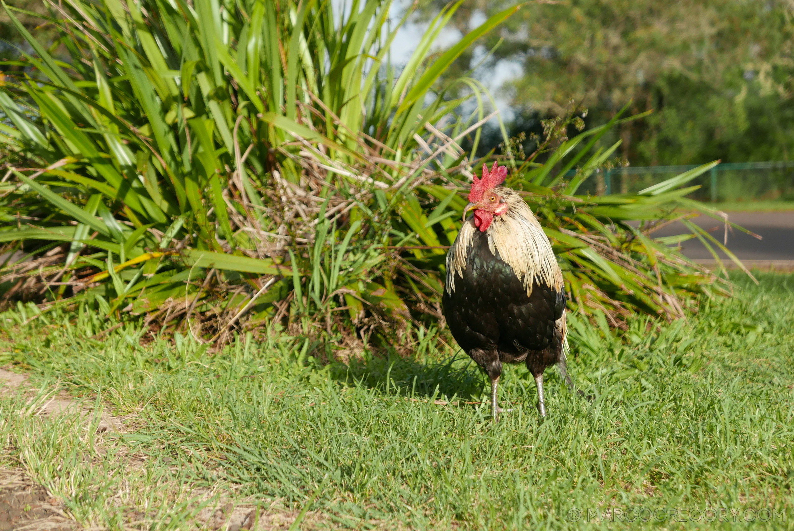 151006 Hawaii 2015 - Photo0087 of 852