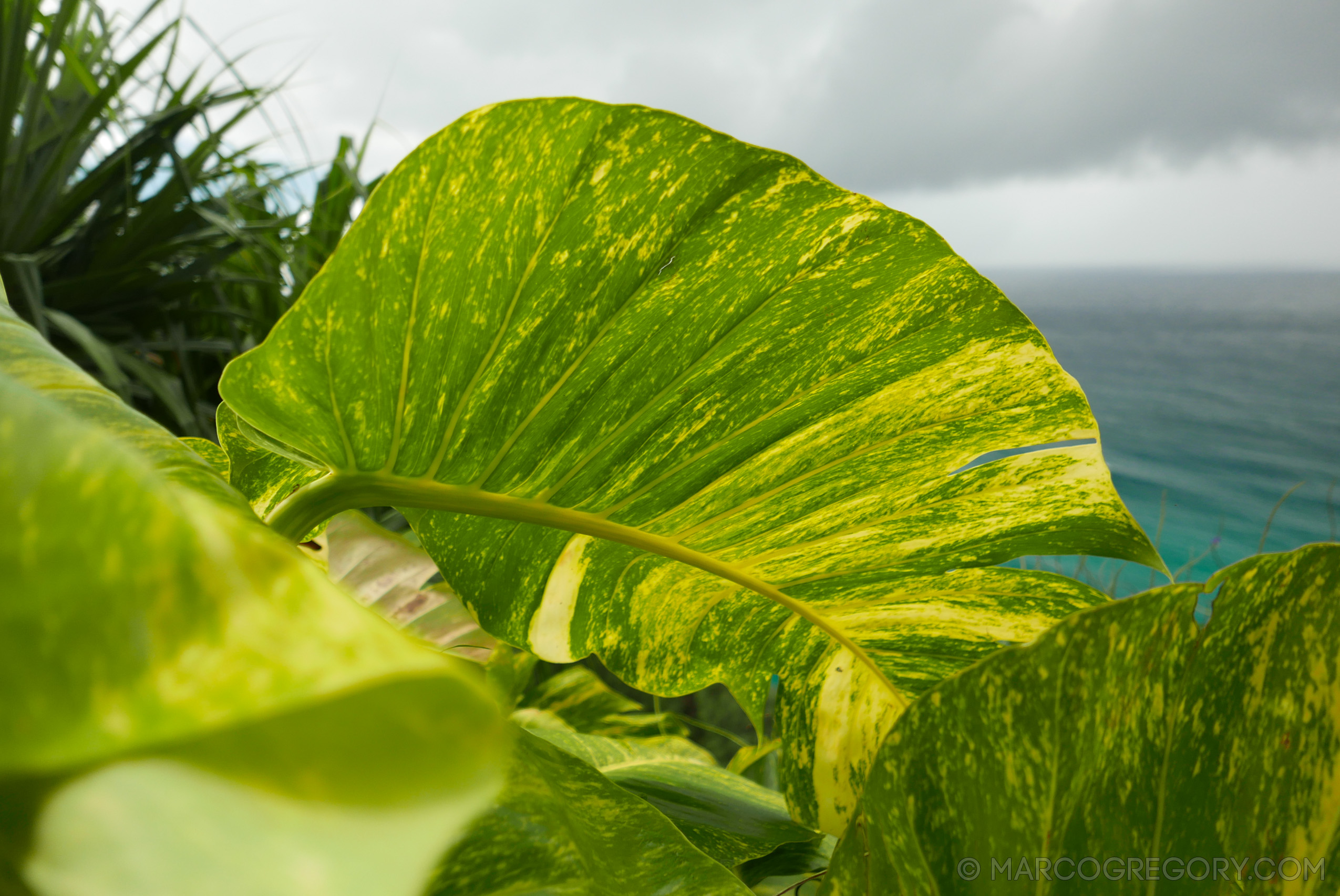 151006 Hawaii 2015 - Photo0150 of 852