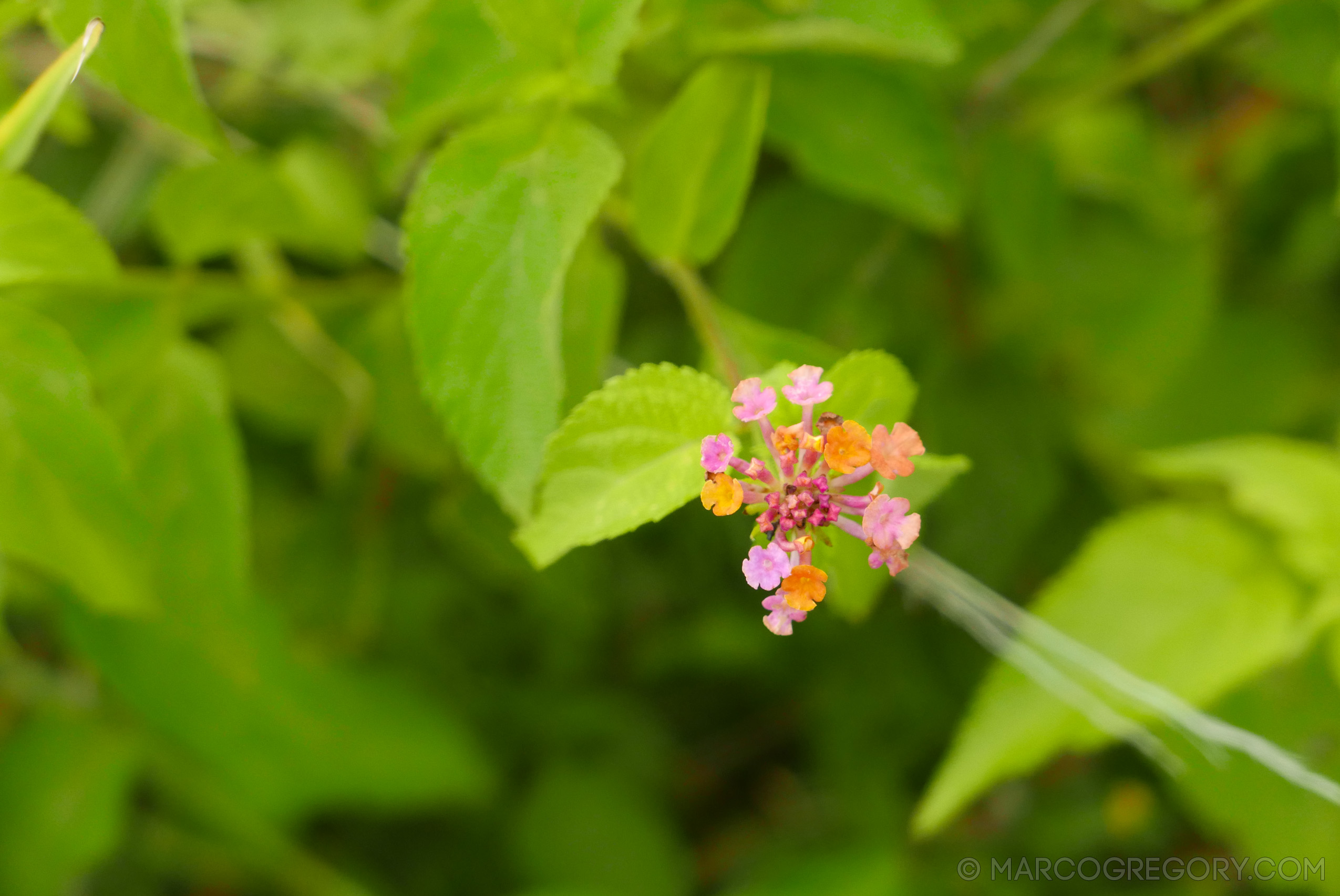 151006 Hawaii 2015 - Photo0263 of 852