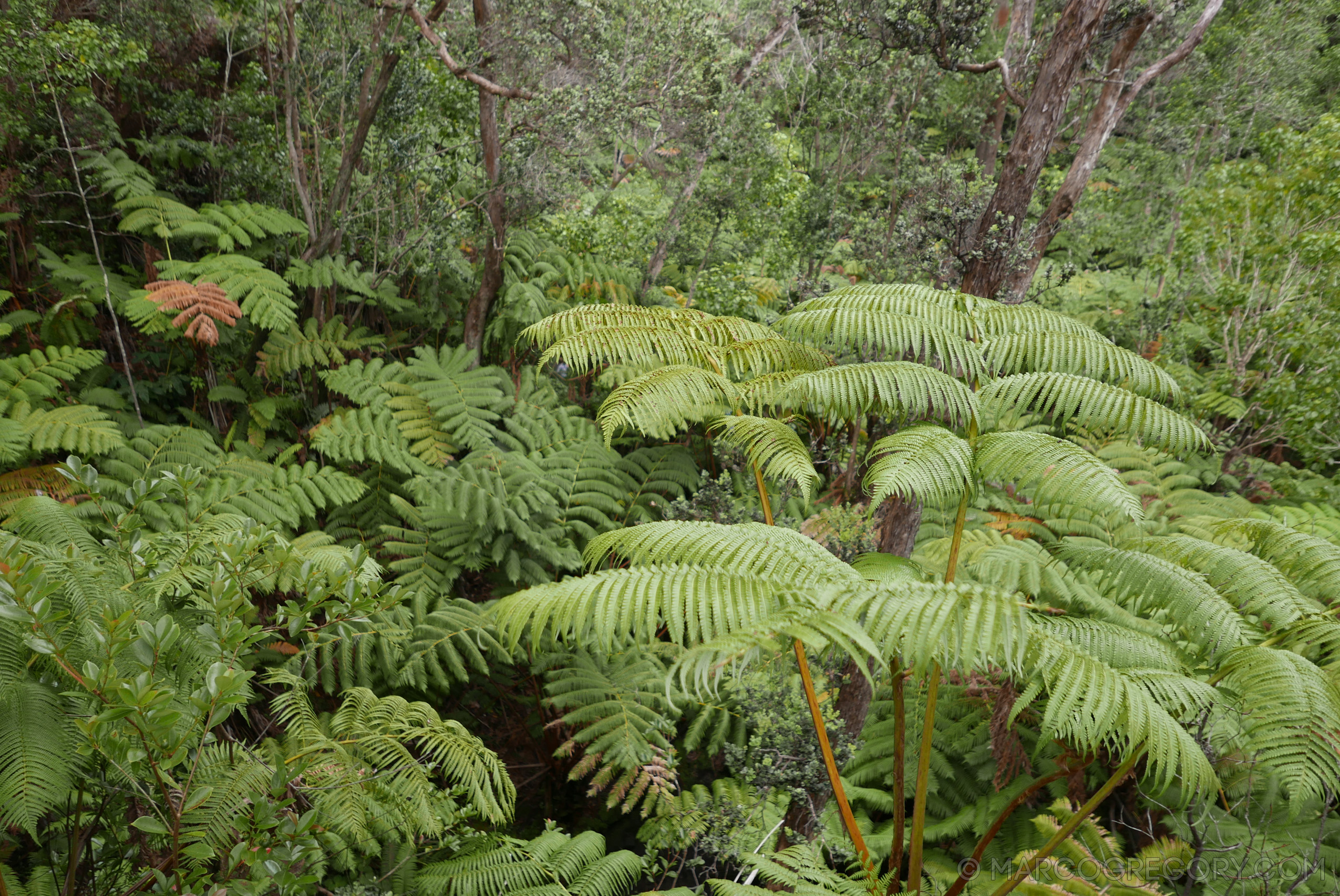 151006 Hawaii 2015 - Photo0505 of 852