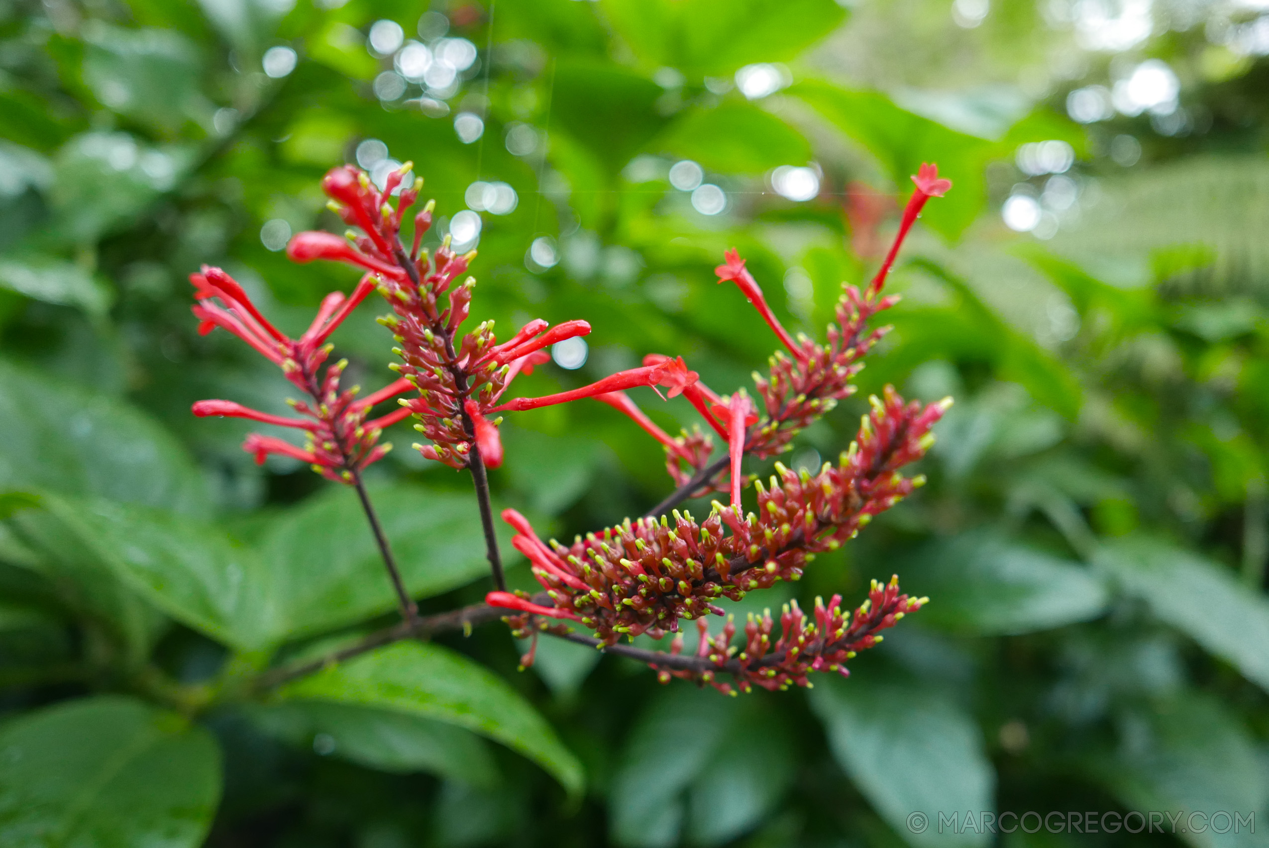 151006 Hawaii 2015 - Photo0548 of 852