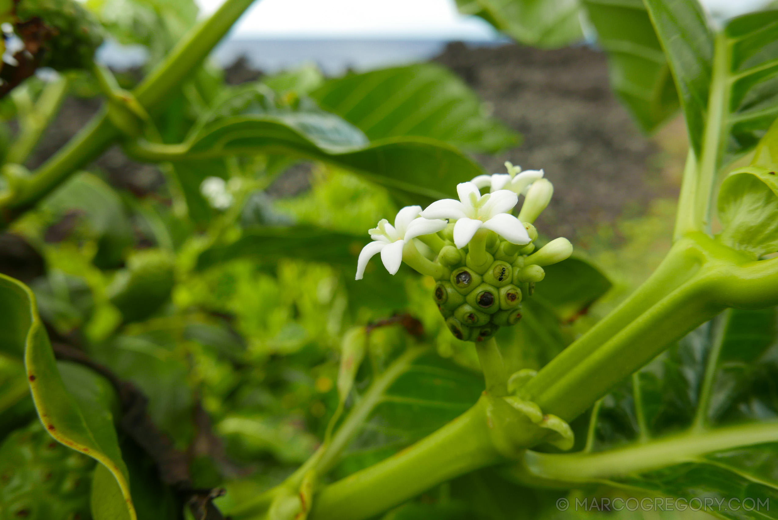 151006 Hawaii 2015 - Photo0584 of 852