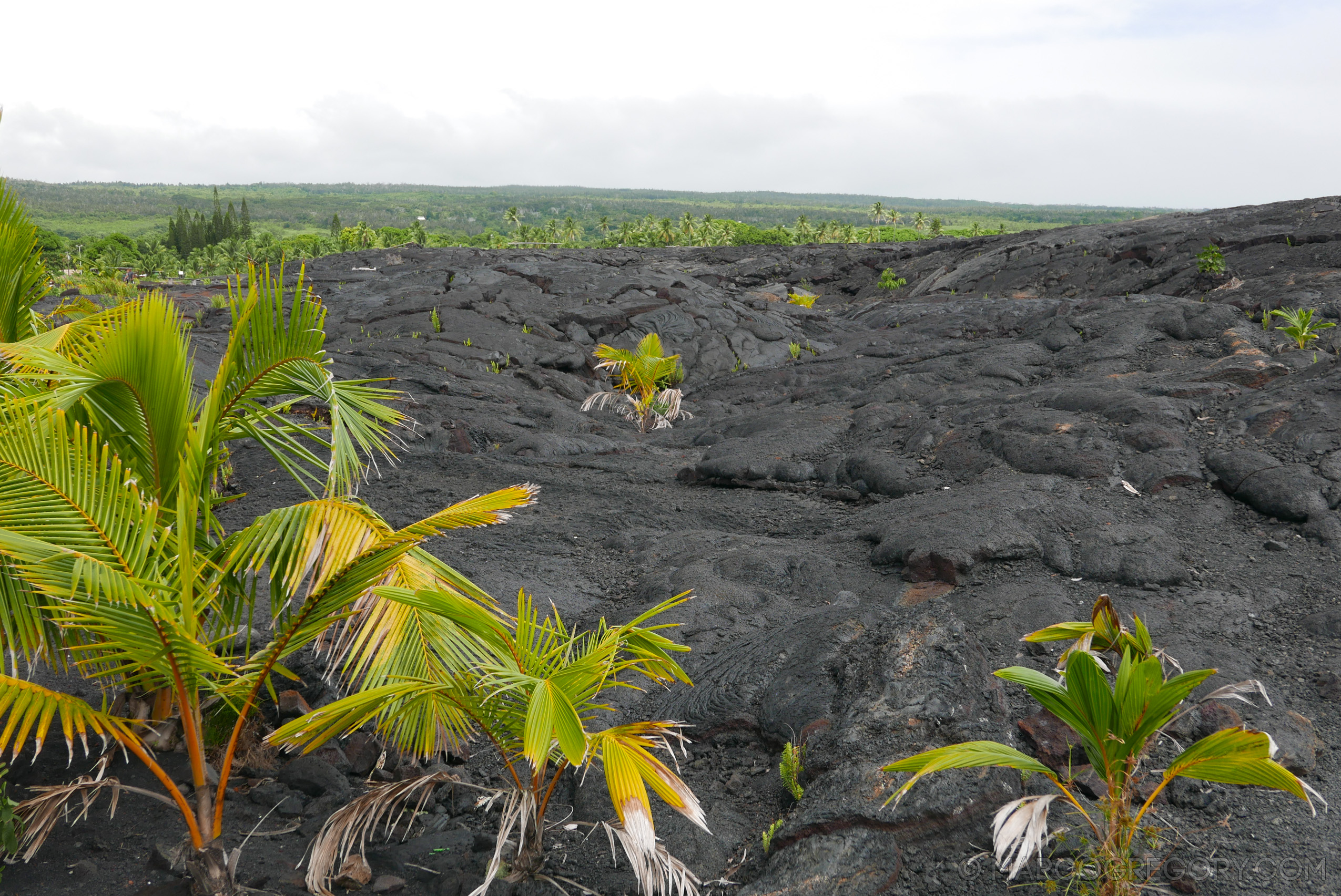 151006 Hawaii 2015 - Photo0617 of 852