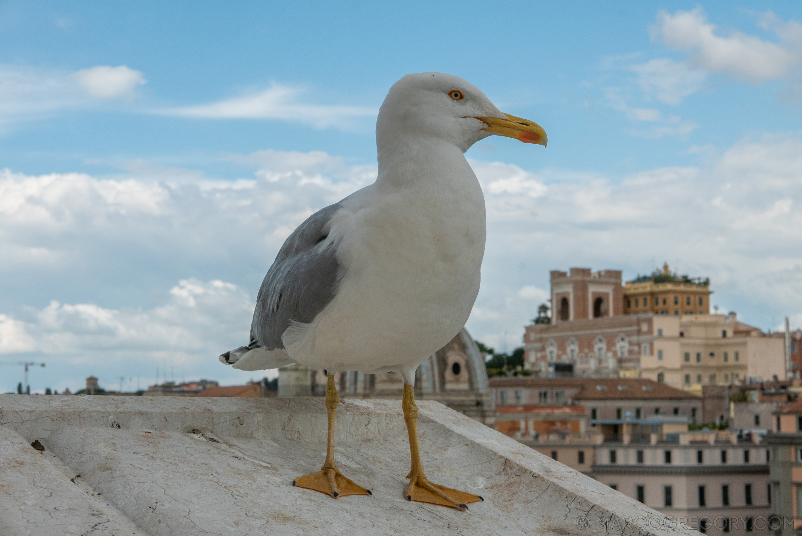 190410 Roma 2019 - Photo0079 of 387