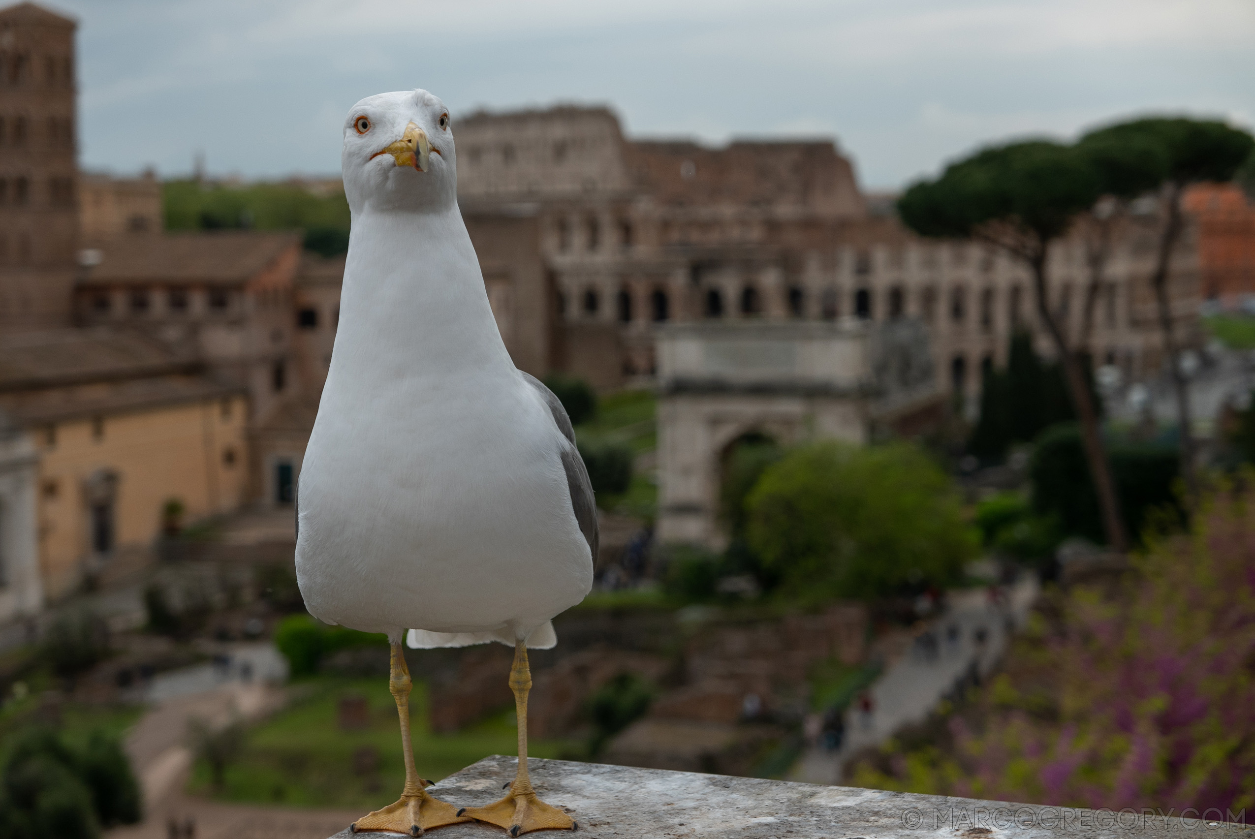 190410 Roma 2019 - Photo0180 of 387