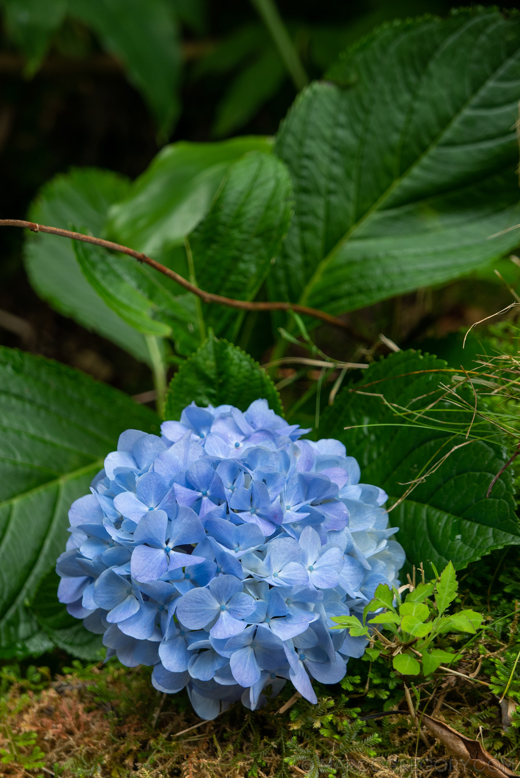 190916 Azores and Lisbon - Photo0051 of 513