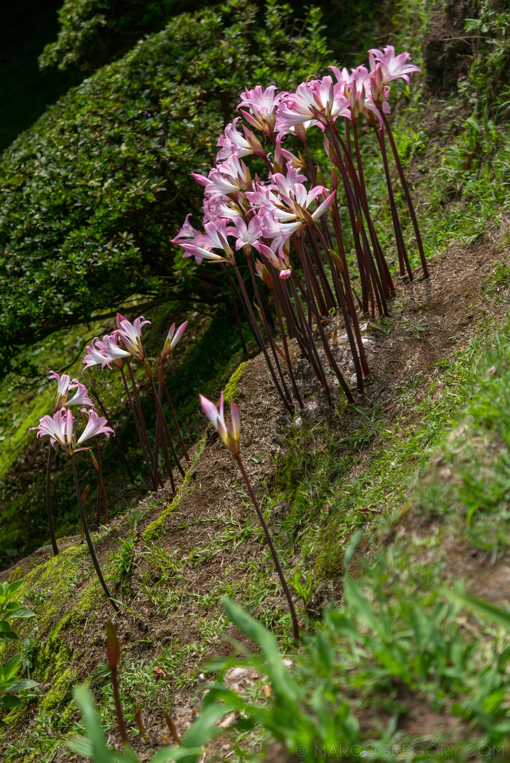 190916 Azores and Lisbon - Photo0224 of 513