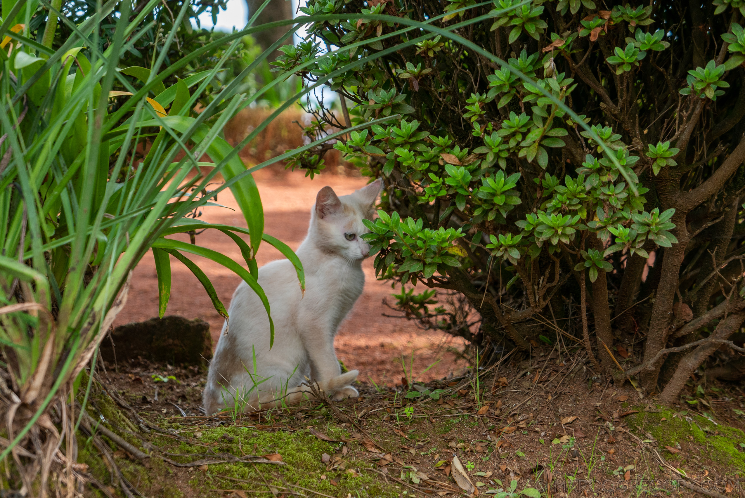 190916 Azores and Lisbon - Photo0236 of 513